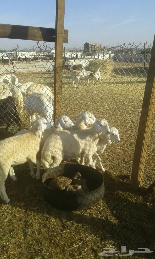 طليان للبيع