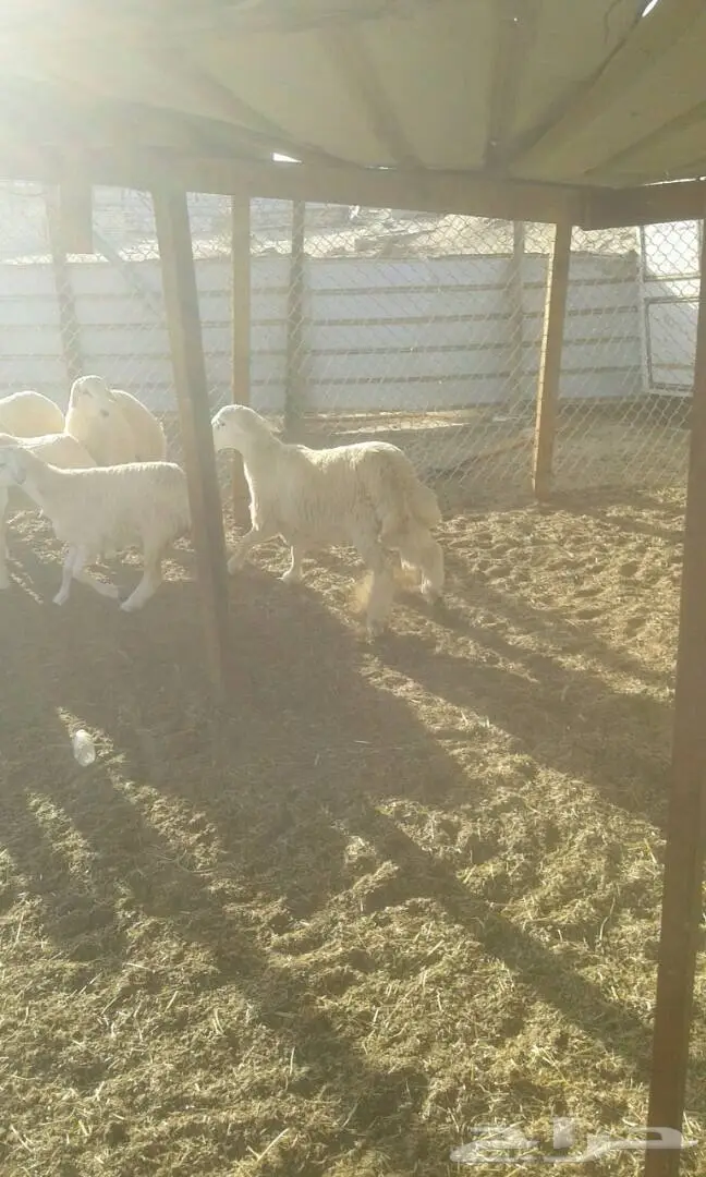 طليان للبيع (image 1)