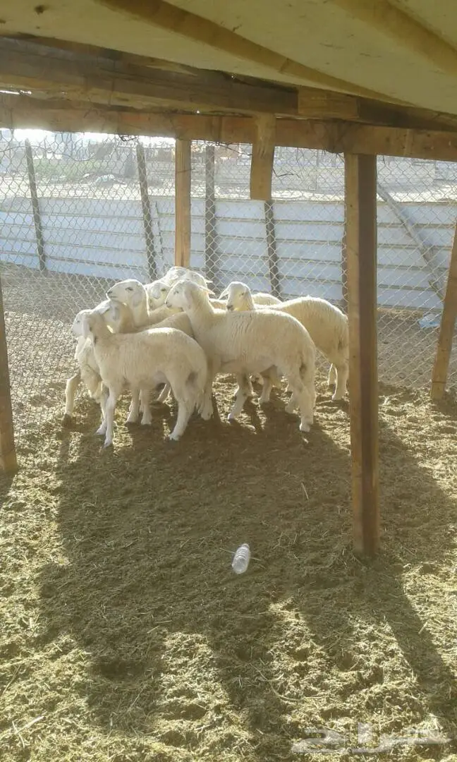 طليان للبيع (image 2)