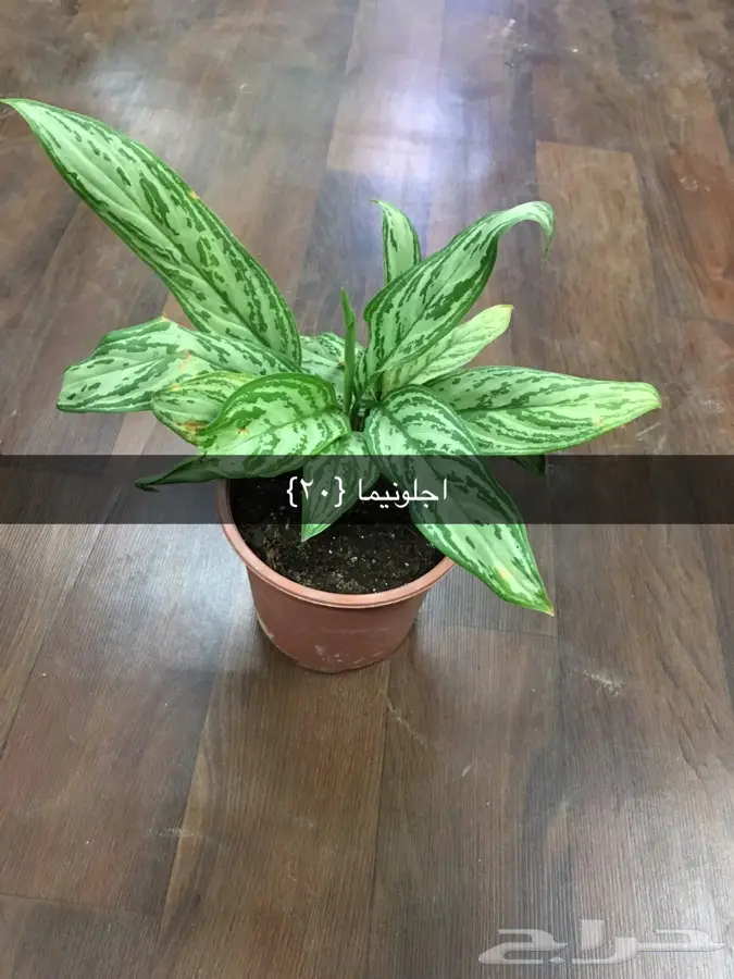 عرض خاص (image 23)