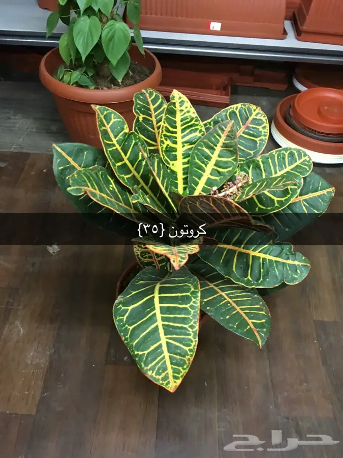 عرض خاص (image 12)