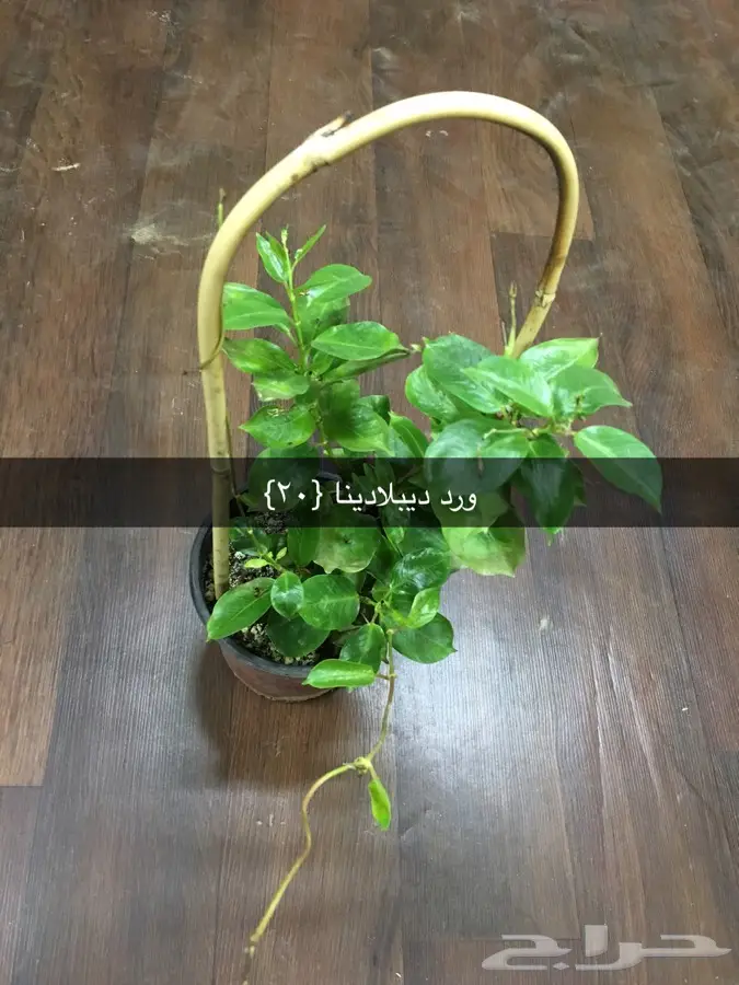 عرض خاص (image 6)