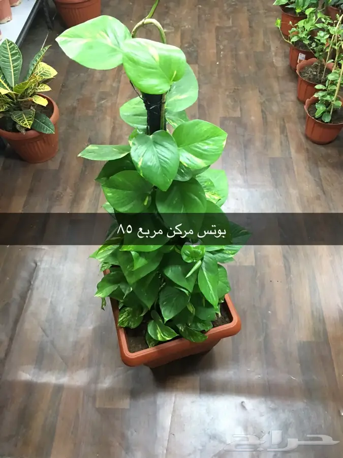 عرض خاص (image 16)