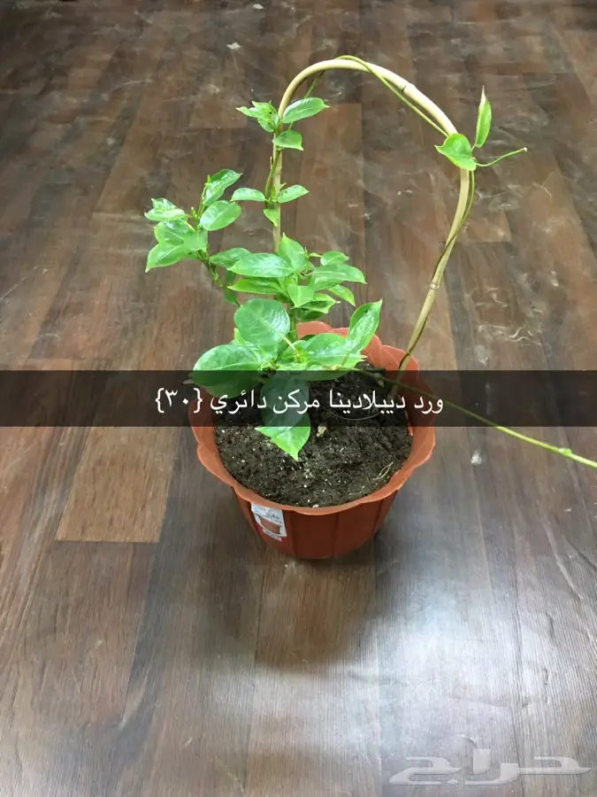 عرض خاص  (image 7)