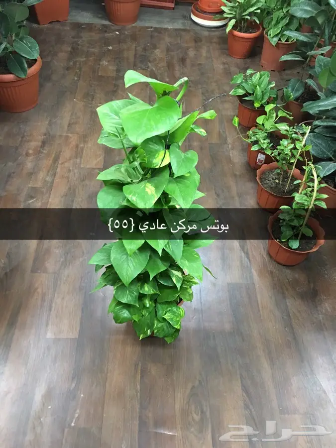 عرض خاص  (image 15)