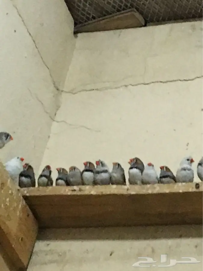 اجواز زيبرا منتجه شرط (image 2)