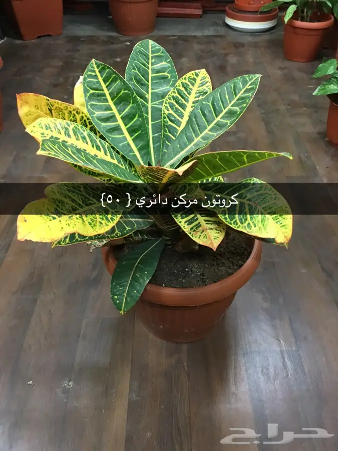 عرض خاص (image 13)