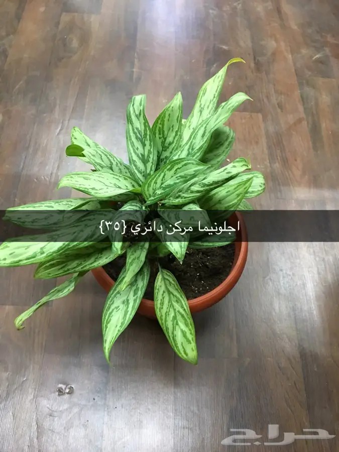 عرض خاص (image 24)
