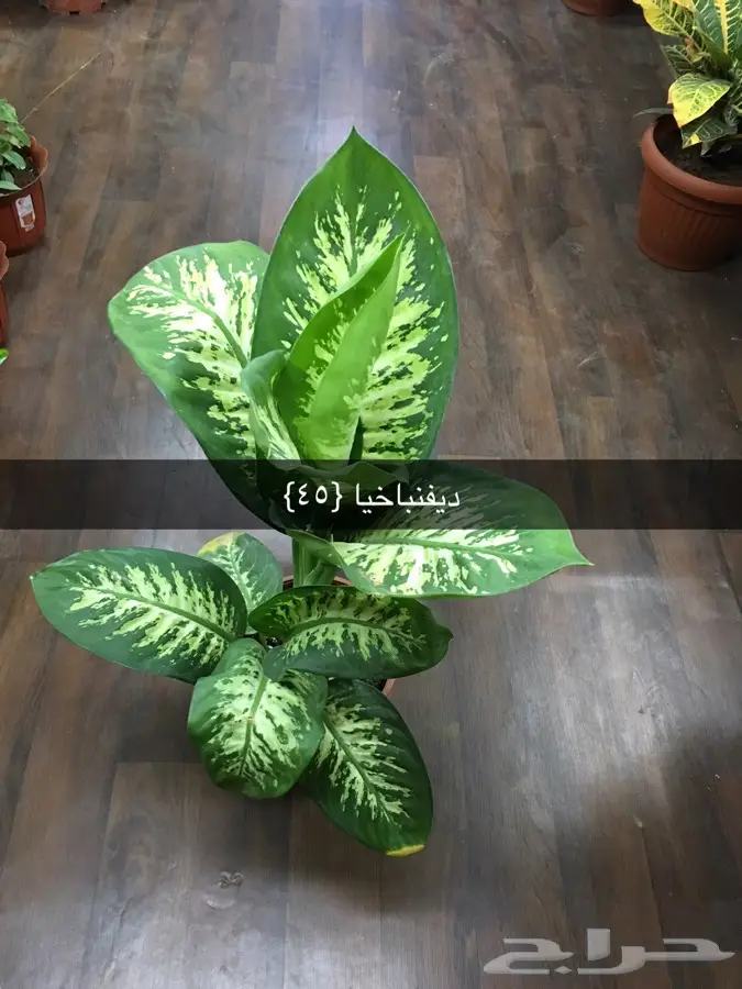 عرض خاص (image 9)
