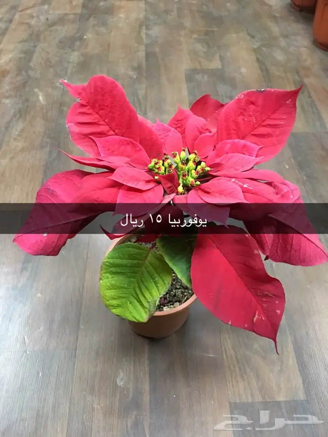 عرض خاص (image 1)