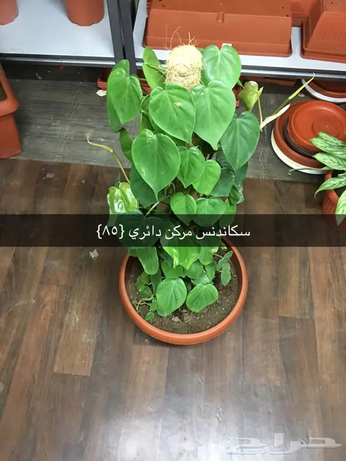 عرض خاص (image 22)