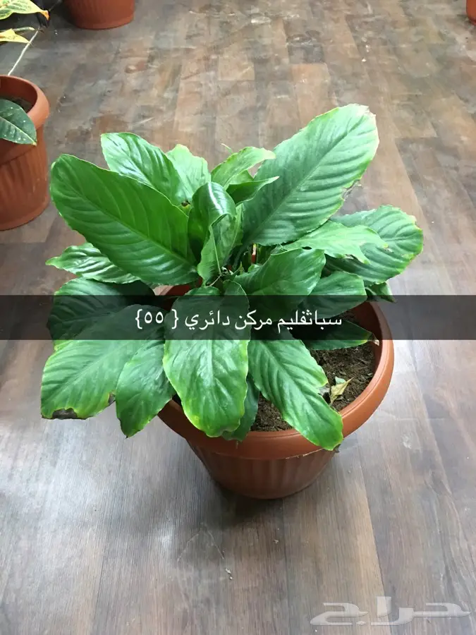 عرض خاص (image 4)