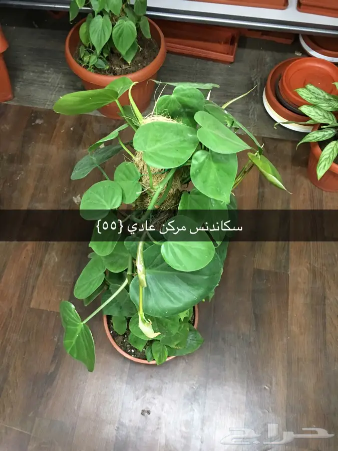 عرض خاص  (image 21)