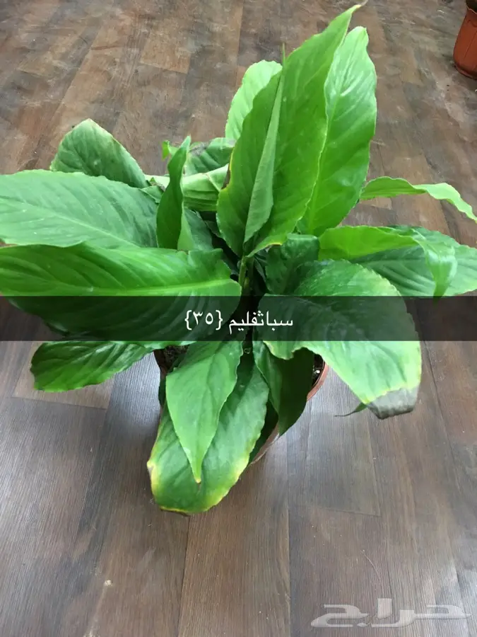 عرض خاص (image 3)