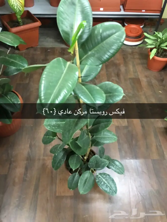 عرض خاص (image 18)