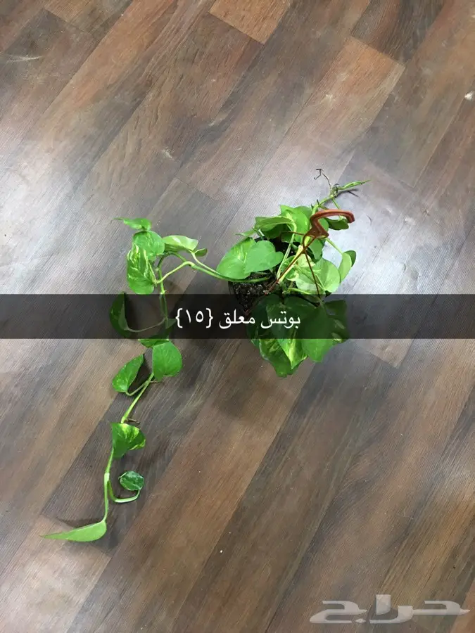 عرض خاص (image 26)