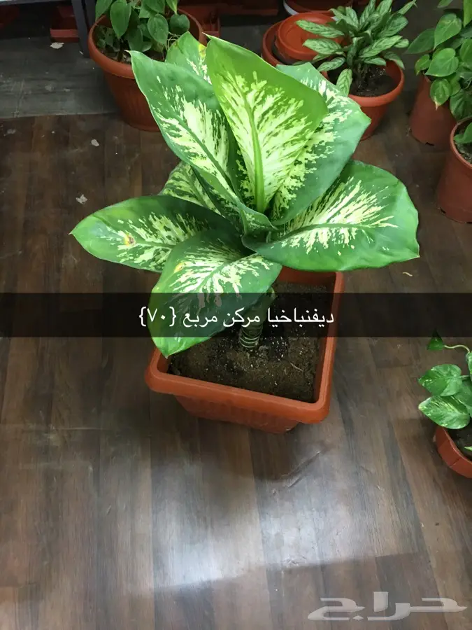 عرض خاص (image 10)