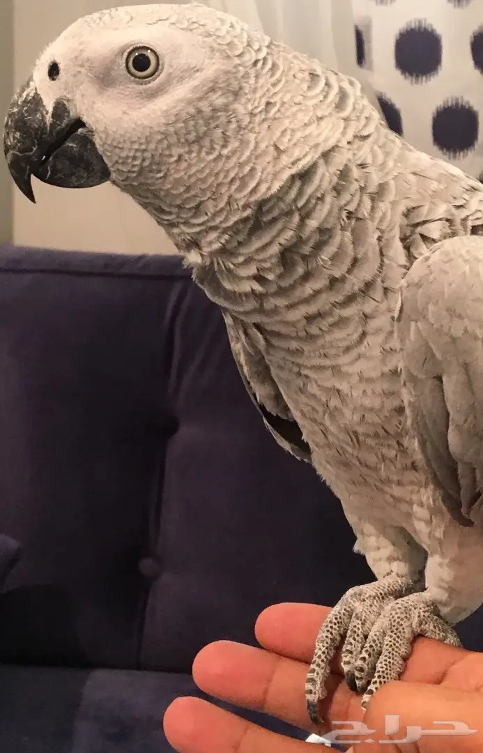 ببغاء كاسكو صيد  (image 4)