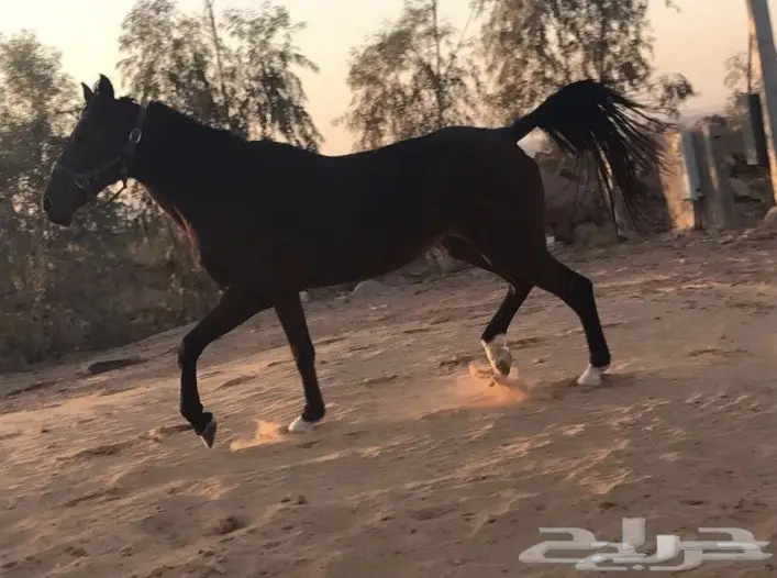 فرس للبيع (image 3)