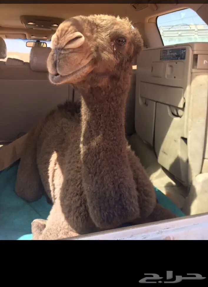 بعير منتج  (image 5)