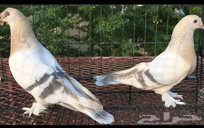 ارافل خطينات  (image 3)