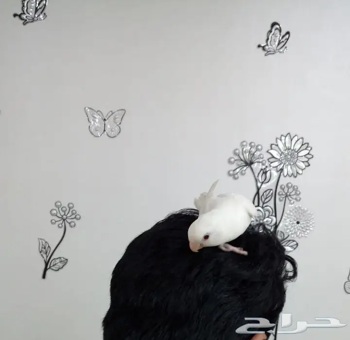 فرخ روز هدد حر  (البينو) (image 1)