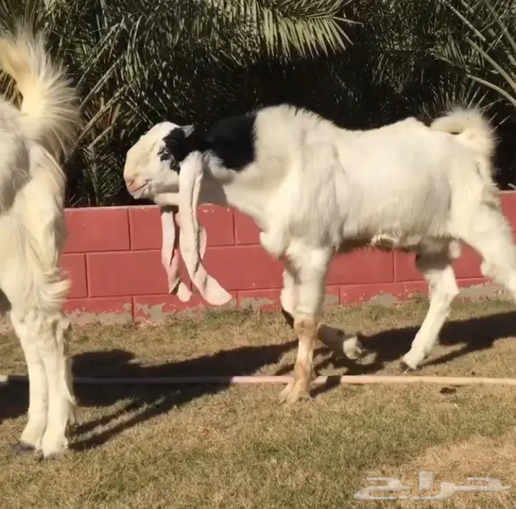 مشروع فحل هولندي فاخر لعشاق الزين