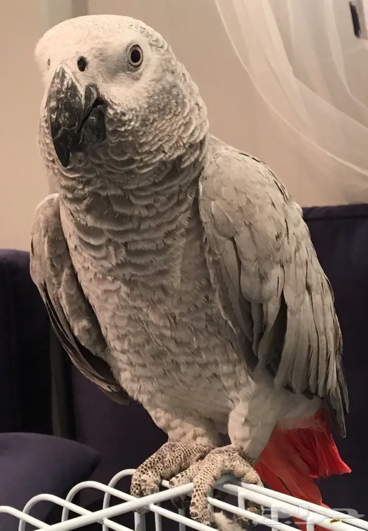 ببغاء كاسكو صيد 