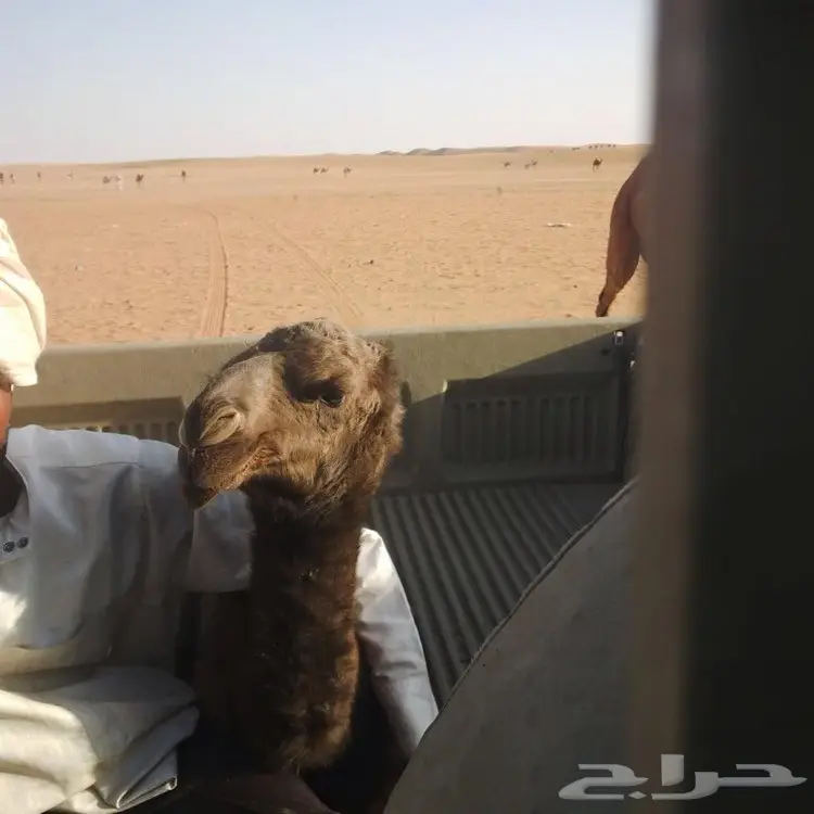 بعير منتج  (image 4)