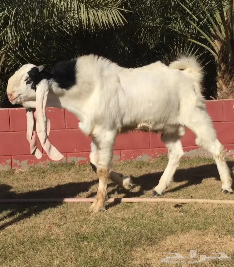 مشروع فحل هولندي فاخر لعشاق الزين (image 1)