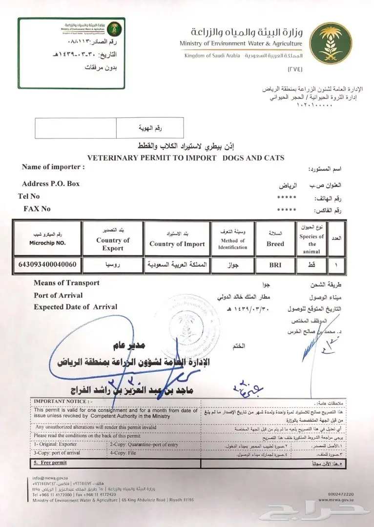 قطة بريطانية شينشيلا سلالة مميزة للبيع (image 5)