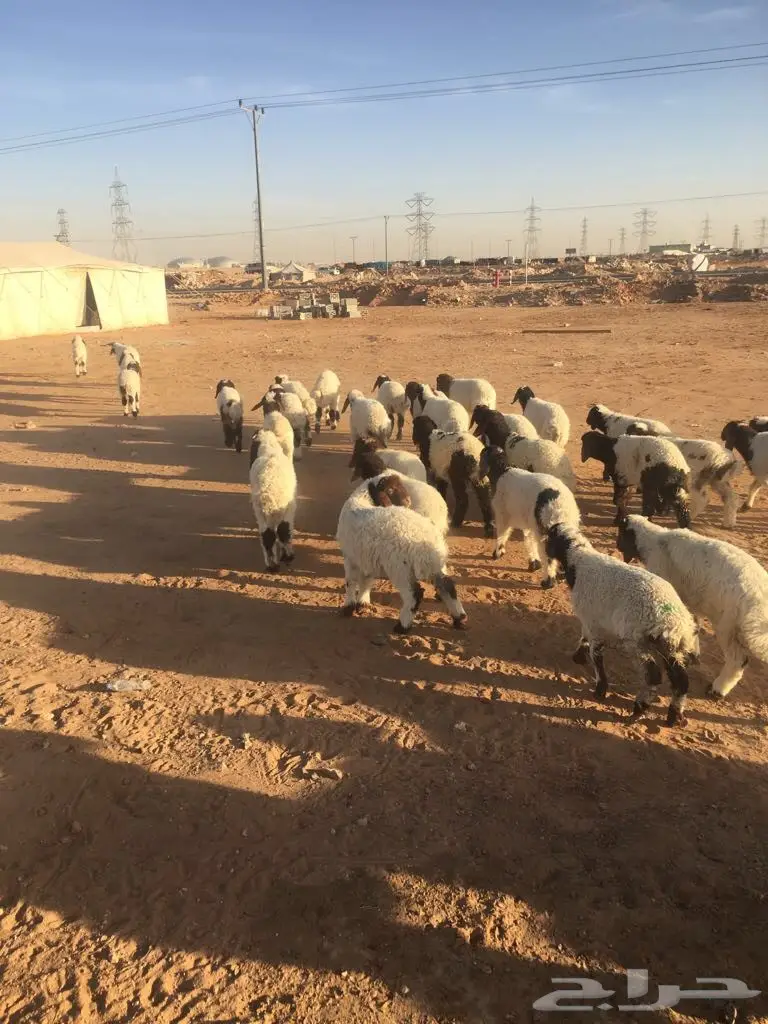أجمل خرفان ورخال للبيع - فرصة لا تُفوّت! (image 5)