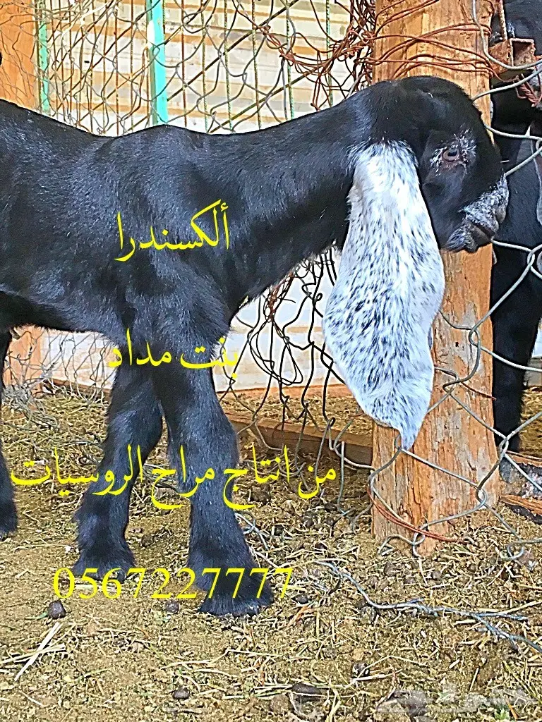 جمدة عارضية معرفة للقناي ولا للثلاجة 