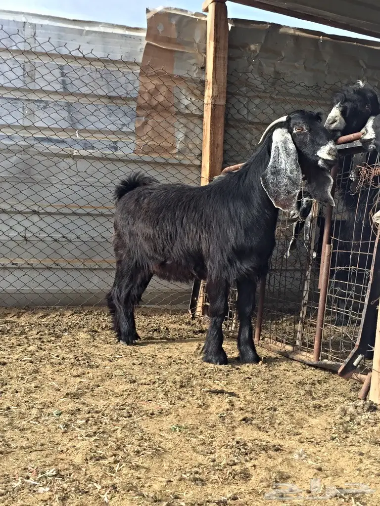 جمدة عارضية معرفة للقناي ولا للثلاجة  (image 1)