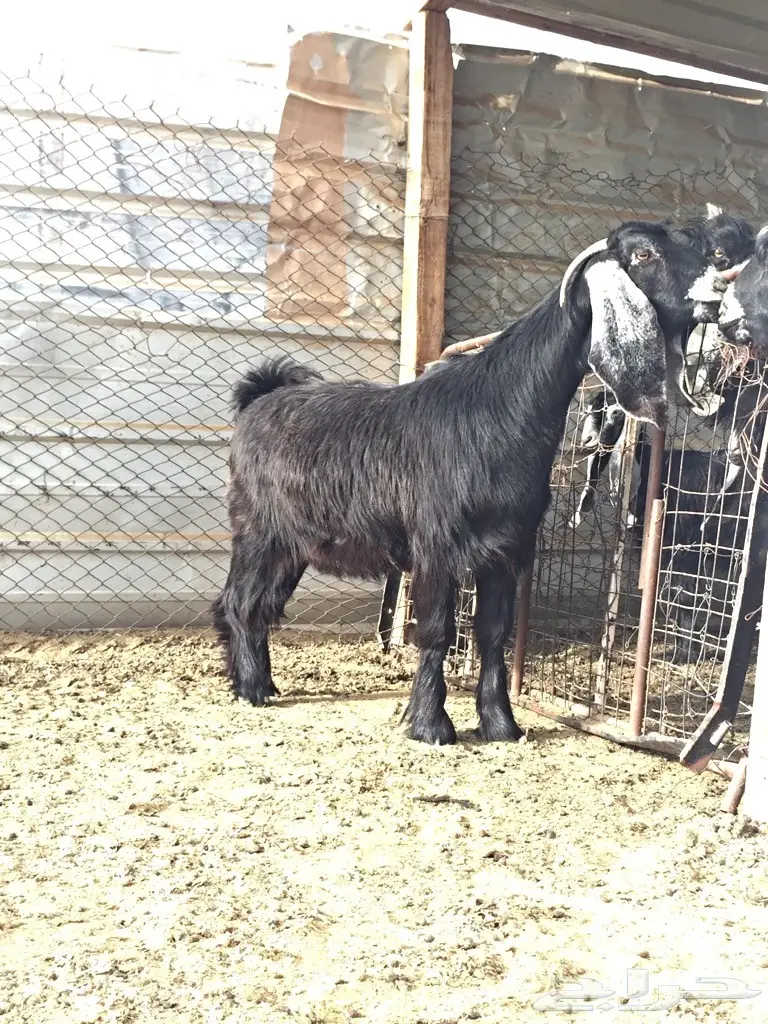 جمدة عارضية معرفة للقناي ولا للثلاجة  (image 2)