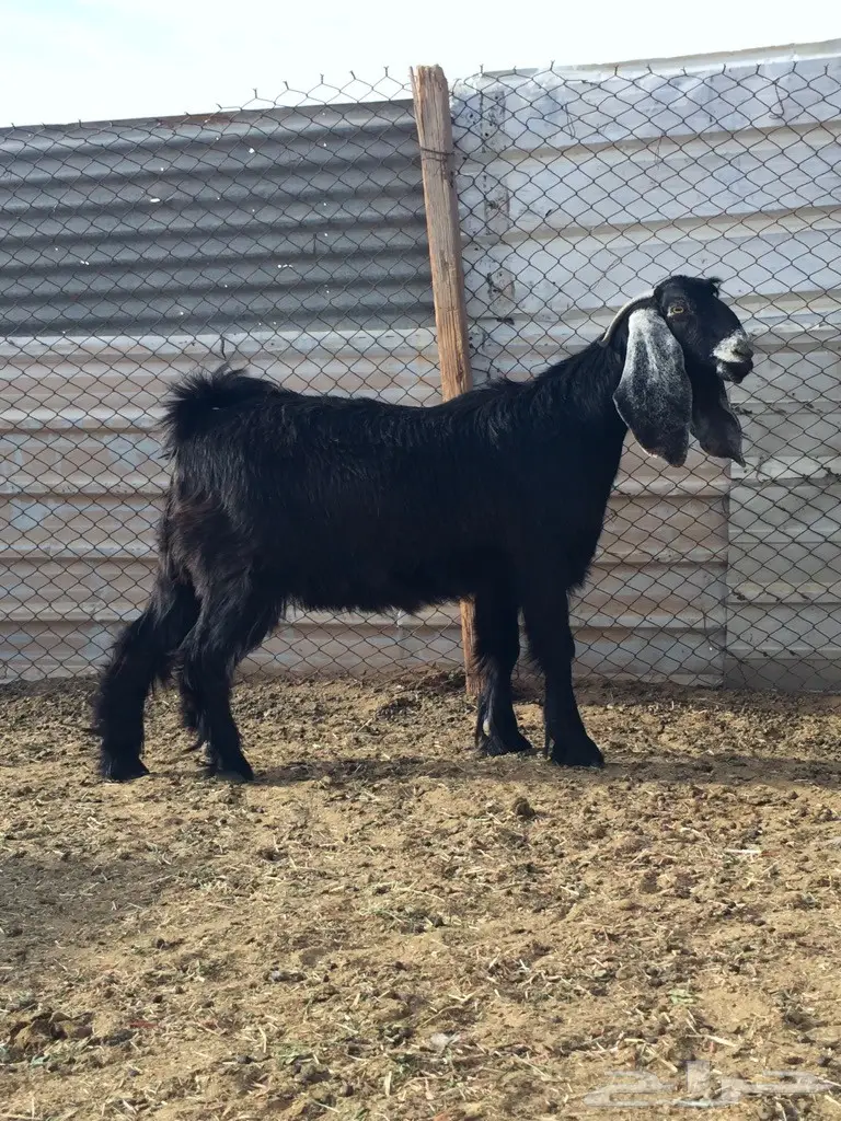 جمدة عارضية معرفة للقناي ولا للثلاجة  (image 3)