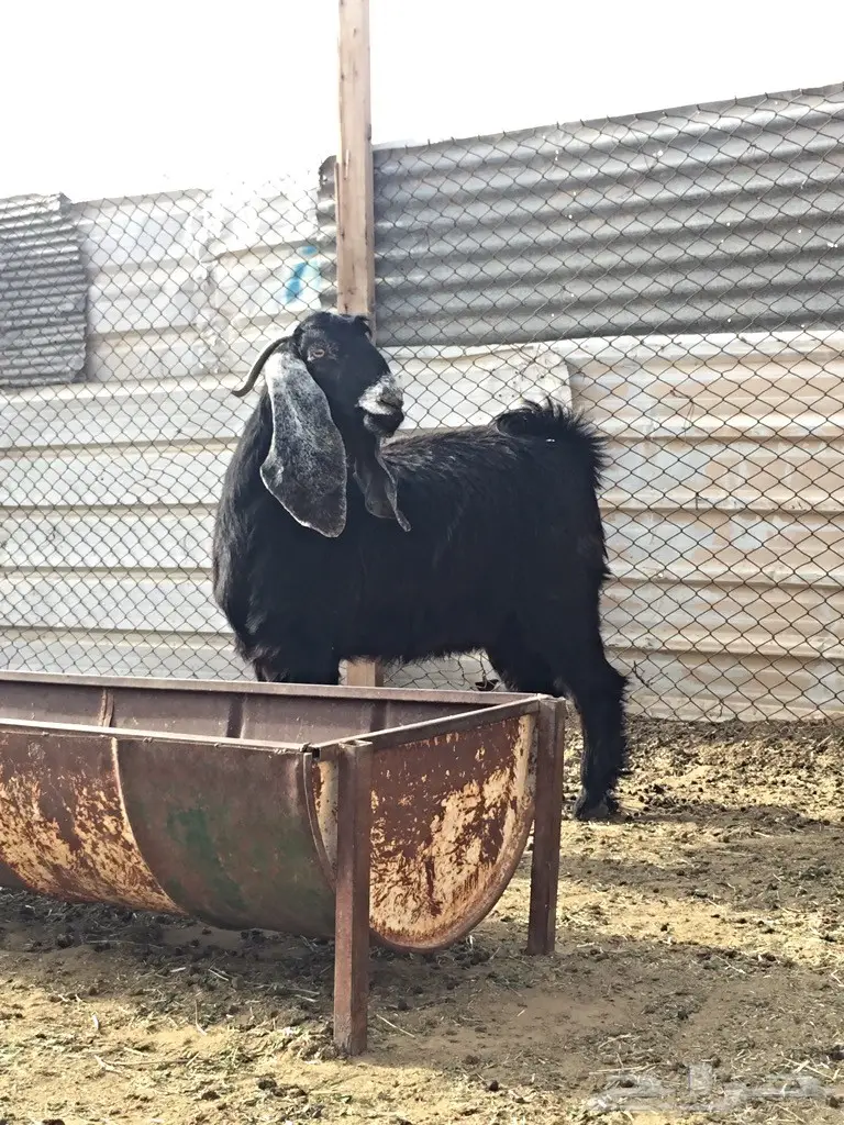 جمدة عارضية معرفة للقناي ولا للثلاجة  (image 4)