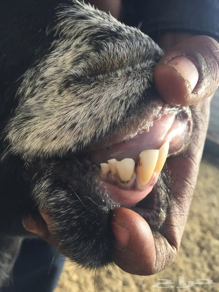 جمدة عارضية معرفة للقناي ولا للثلاجة  (image 5)