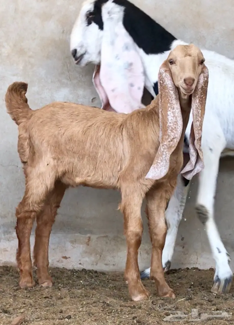 مشروع فحل لاهل الصفر (image 3)