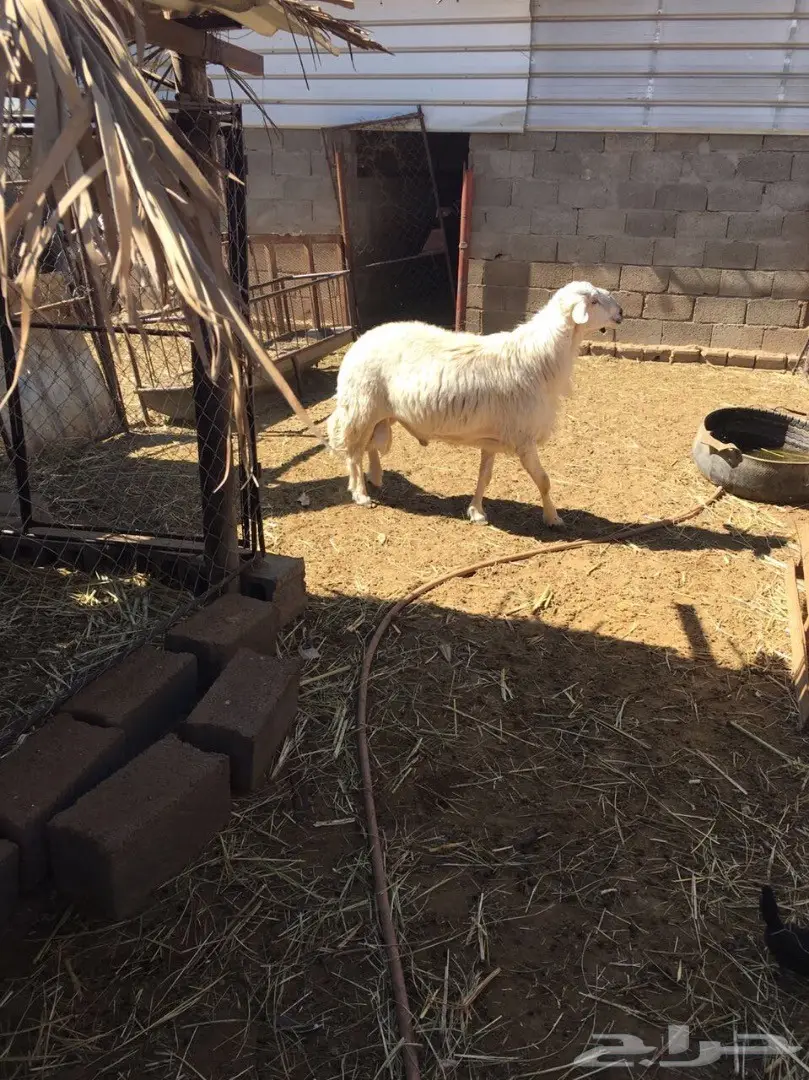 فحل كفو للبيع