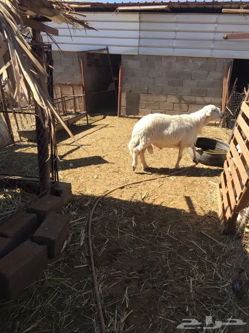 فحل كفو للبيع (image 1)