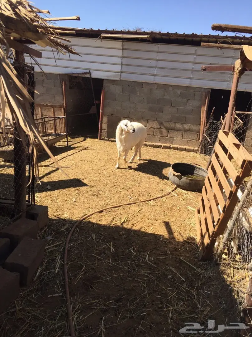 فحل كفو للبيع (image 3)