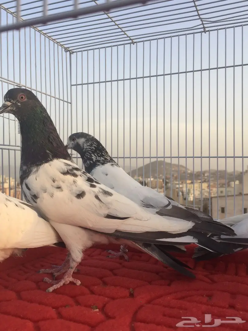 جوز باكستاني للبيع