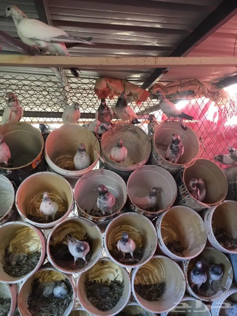 حمام للبيع (image 1)