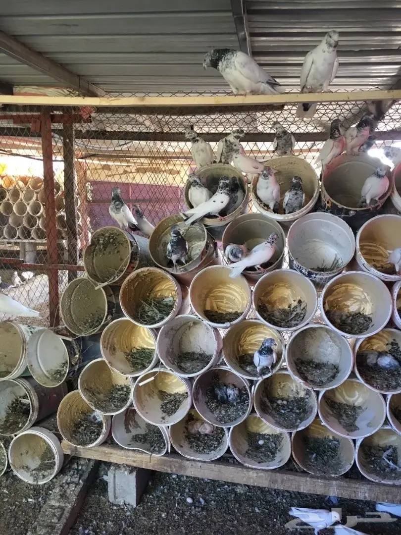 حمام للبيع (image 5)