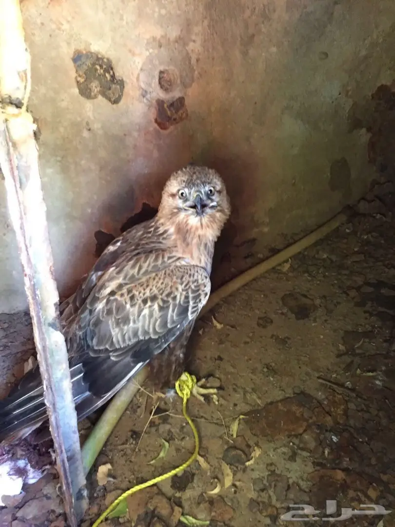 صقر نادر  (image 1)