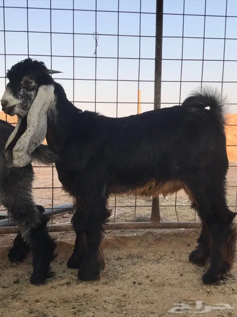 فحل عارٍ... فرصة لا تُفوّت! (image 6)