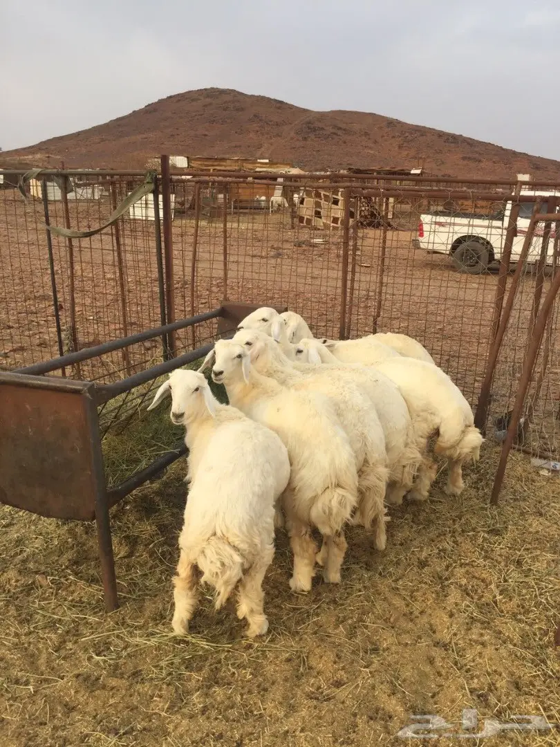 طليان حريه مع الذبح والتوصيل (image 8)