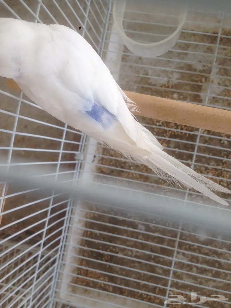 أبو فراخ للبيع - فرصة ذهبية! (image 1)