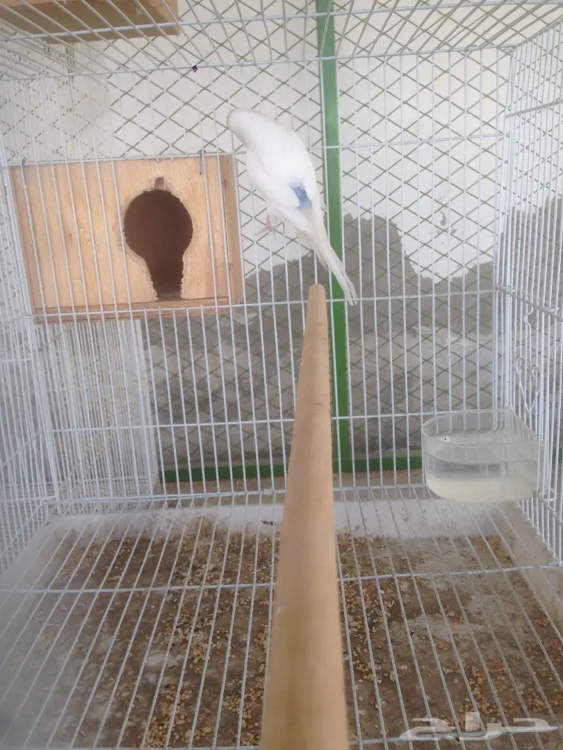 أبو فراخ للبيع - فرصة ذهبية! (image 4)